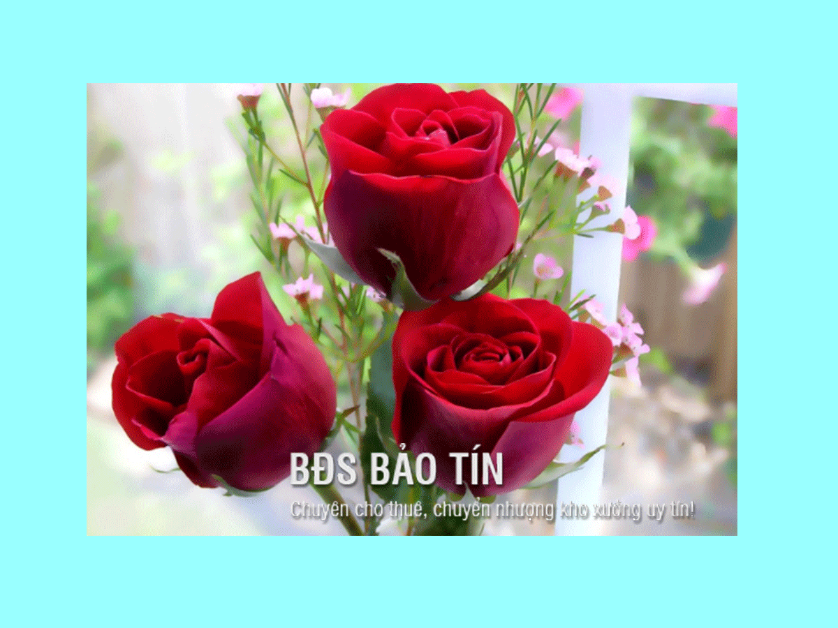Cùng giải đáp: Ý nghĩa hoa Hồng Nhung