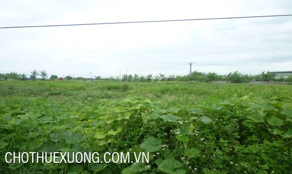 Land for lease in Thanh Liet, Thanh Tri, Ha Noi