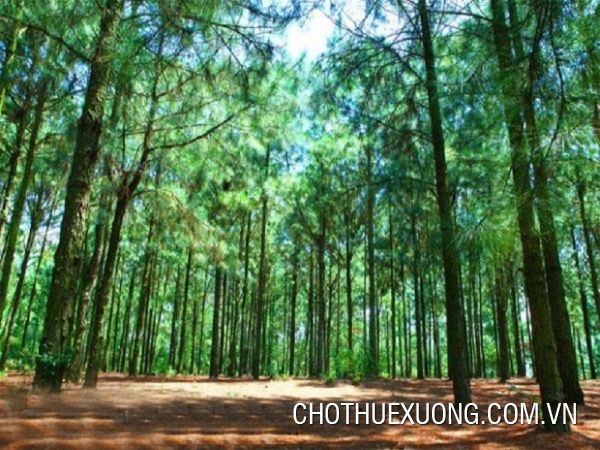 海阳志灵镇4320平米的林地转让