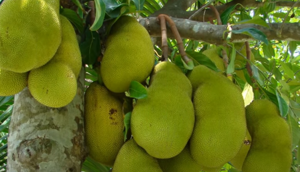Có nên trồng cây Mít trước nhà không vậy?