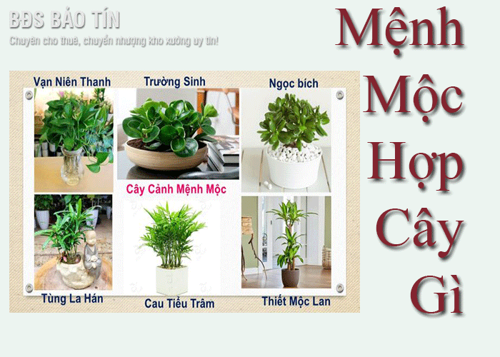 Giải đáp: Mạng Mộc hợp cây nào nhất?