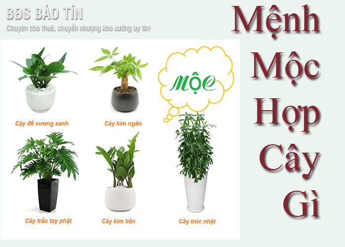 Giải đáp: Mạng Mộc hợp cây nào nhất?