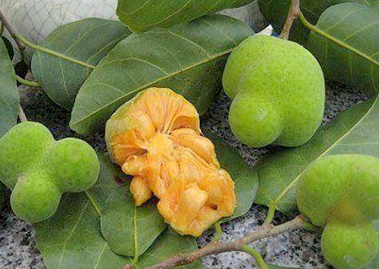 Ý nghĩa phong thủy của cây Chay