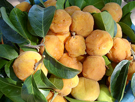 Ý nghĩa phong thủy của cây Chay